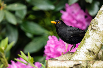 Amsel am Gartenhaus