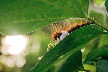 caterpillar on leaf