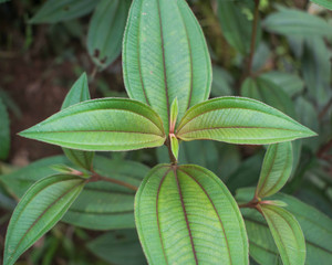 Autumn Flowers of the Glory Bush (Tibouchina urvilleana) leaf. Green leaf background