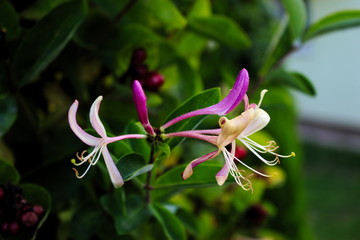 Honeysuckle flower. Close up of honeysuckle flowers (Lonicera periclymenum) against a green leaf...