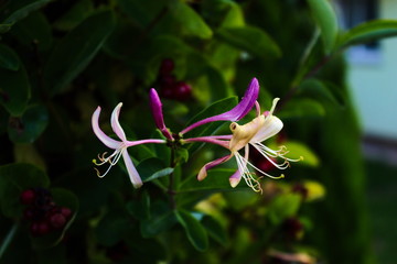 Honeysuckle flower. Close up of honeysuckle flowers (Lonicera periclymenum) against a green leaf background.