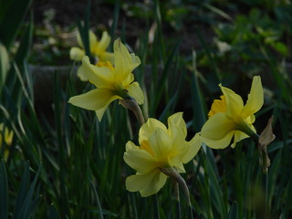 beautiful flowers