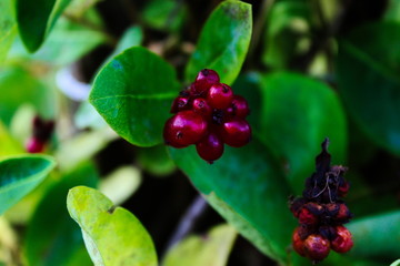 Honeysuckle plant. Berries of honeysuckle (Lonicera periclymenum)