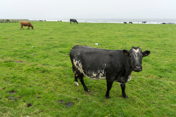 
cows grazing in cashel