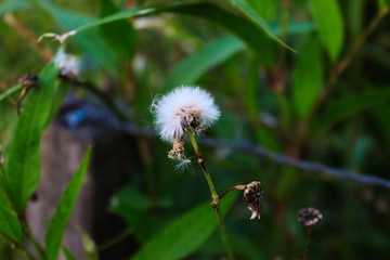 Crassocephalum crepidioides (Syn. Gynura crepidioides), also called ebolo, thickhead, redflower ragleaf, or fireweed