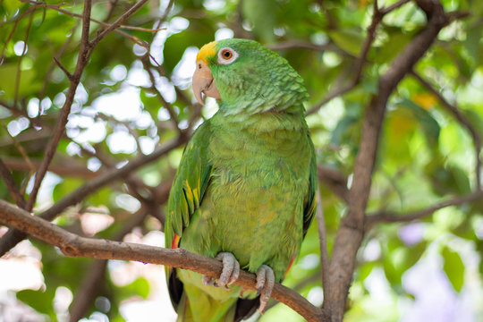 Very happy parrot climbing up and downa large tree