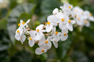 White-Yellow Flowers