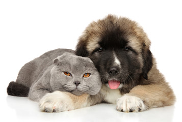 Fototapeta premium Cat and puppy on a white background