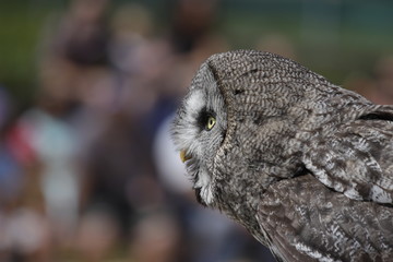 Owl watching and flying