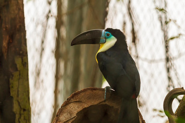 Fototapeta premium Ramphastos toco - A huge toucan - a black bird