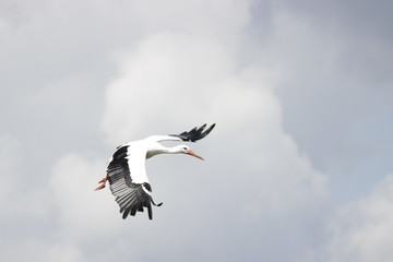 Free stork fliying