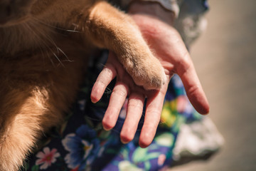 Cats paw on Girls hand © Yana