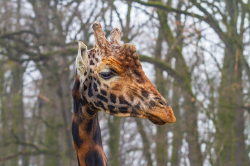 Portret of giraffe. Head detail.