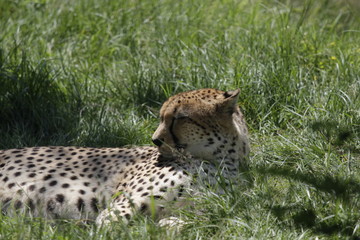 Cheetah relaxing