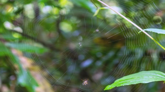 Spider (Hosselt's Spiny Spider) building its web. (Time Lapse)