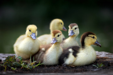 group of small ducklings posing outdoors