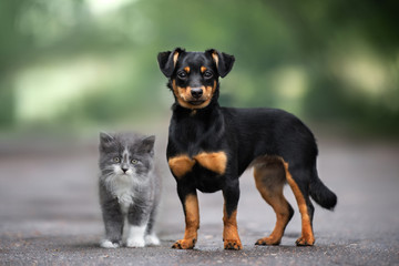 mixed breed dog and kitten standing close outdoors