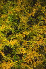 Autumn leaves background of red yellow and ocher colors