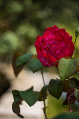 Red Roses on a bush in a garden. Russia.