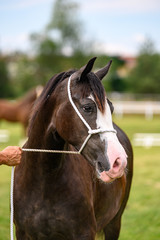 Portrait of horse in horse show, nice bokeh.