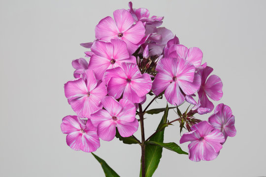 Inflorescence Of Pink Mottled Phlox Isolated On A Gray Background.