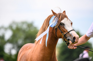 Portrait of horse in horse show, nice bokeh.