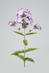 Inflorescence of tender lilac phlox Isolated on a gray background.