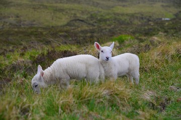 Baby lambs on the scottish field