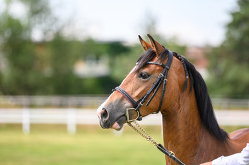 Portrait of horse in horse show, nice bokeh.