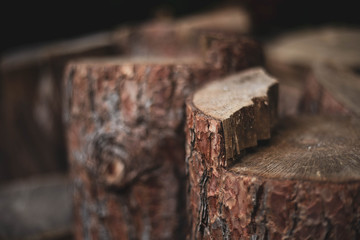 Cut pine and other brown trees in the forest.