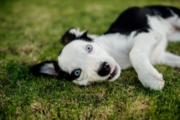 young mixed breed puppy dog with blue eyes