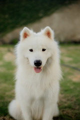 Obraz premium pure breed samoyed white dog