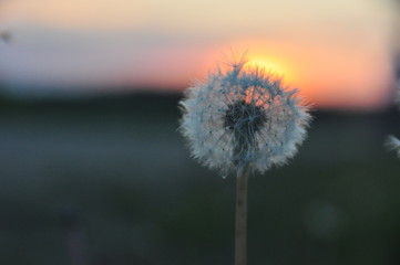 Fototapeta na wymiar dandelion in the sun