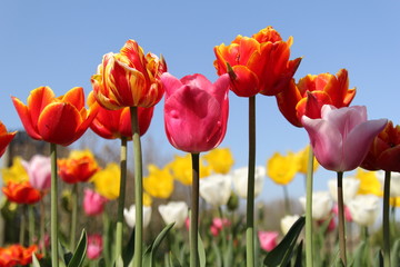 a row with beautiful special red flowering tulips and white and yellow tulips and a blue sky in the background in a flower garden in the netherlands at a sunny day in springtime