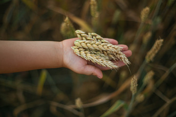 a child's hand holds ripe ears of wheat