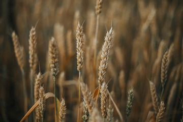 Fototapeta premium Golden ears of wheat on the field.