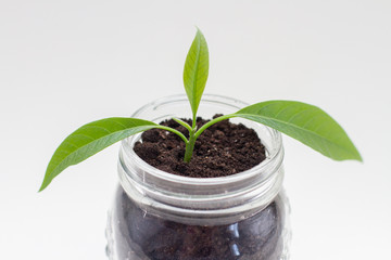 Green plant tree growing from glass jar with soil