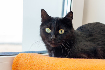 The black cat in the house on the windowsill lies on the bedding