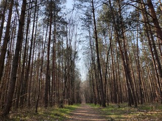 Fototapeta premium Forest landscape with high trees and way