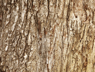 brown bark. may used as background.