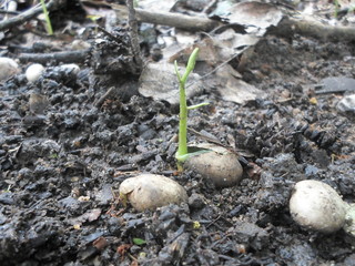 Sementes germinando em solo fértil