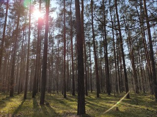 Forest landscape with high trees and way