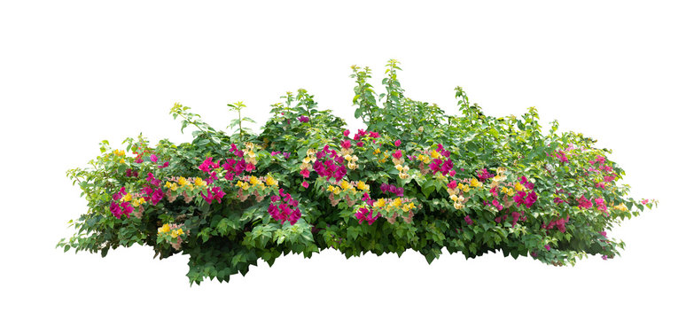 Large Bougainvillea flowering spreading shrub . There are  red, pink,white and  Purple flower isolated on white background
