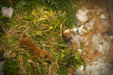 Brown three legged stray dog searching for food in the field of scattered rubbish; bird eye view image.