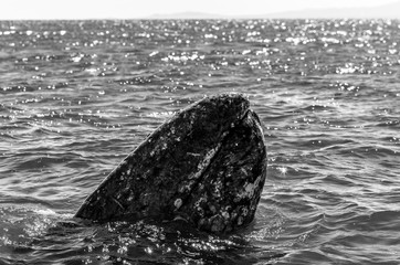 Whalewatching der Grauwale im wunderschönen Baja Kalifornien