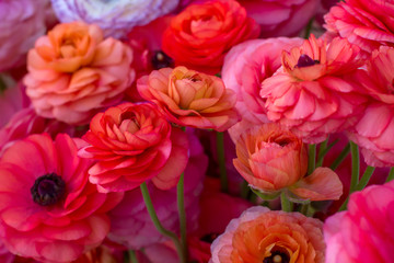 Bouquet of colored peonies. Can be used as background, banner, card.