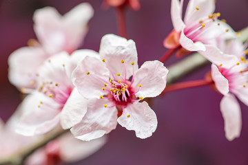 Naklejka na ściany i meble Pink cherry tree flower blooming. Beautiful Pink And White Cherry Blossoms