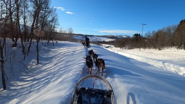 aurora adventure, dog sledding in the north of NORWAY