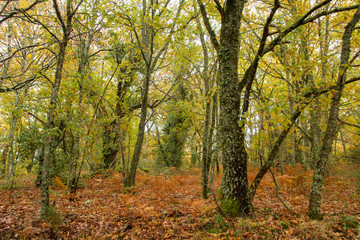 Fototapeta na wymiar Autumnal woodland