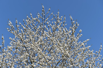 Kirschbaumblüte